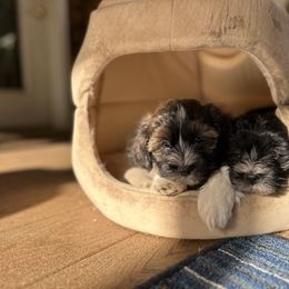 Havanese Puppies from Henry’s Havanese