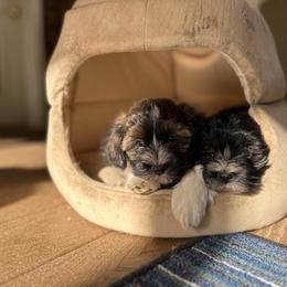 Havanese Puppies from Henry’s Havanese