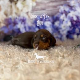 Chocolate and Tan - Chocolate and tan male Dachshund puppy in Rainier, Oregon from Doxies in Wonderland
