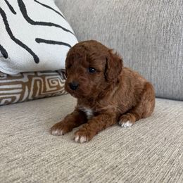 Milo - Red  male Poodle puppy in Queen Creek, Arizona from Prestigious Toy Poodles