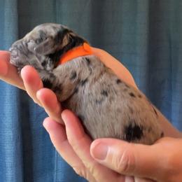 Boy 4 - Merle male Goldendoodle puppy in Ocala, Florida from Dandy Doodles
