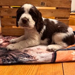Trip - Liver white and roan male English Springer Spaniel puppy in Braidwood, Illinois from A & R Springers