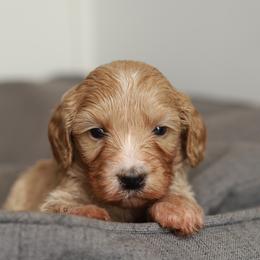 Orange - Cream male Australian Labradoodle puppy in Williamstown, New York from Lewis Manor Labradoodles