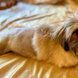 Tatiana - Shih Tzu puppy from Taos Ewok Tribe