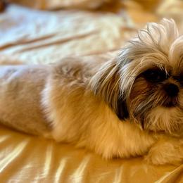 Tatiana - Shih Tzu puppy from Taos Ewok Tribe