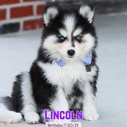 Lincoln - Black and white male Pomsky puppy in Humeston, Iowa from M.A.R. Dogs