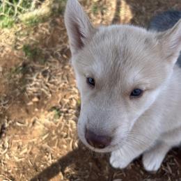 Alma - Red and white female Siberian Husky puppy in Bangs, Texas from Final Siberians