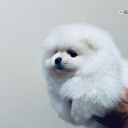 Lola - White female Pomeranian puppy in Charlotte, North Carolina from Kouture Pomeranians