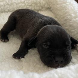 Atlas - Black male Cane Corso puppy in San Isidro, Texas from MTZCC Ranch, LLC