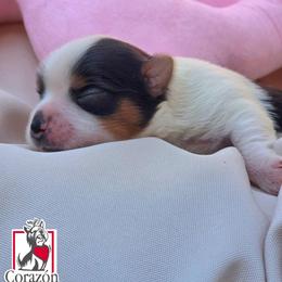 Gwen Stacy - Black tan and white female Biewer Terrier puppy in California from Corazon de gigante