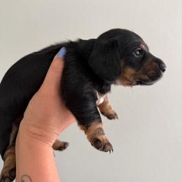 Potato - Piebald male Dachshund puppy in Hutto, Texas from B & D Dachshunds