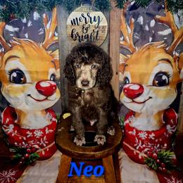 Neo - Brown male Poodle puppy in Woodbury, Pennsylvania from Zimmerman's Poodles