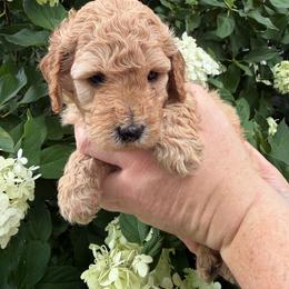 Betsy Ross - Apricot female Poodle puppy in Fairfield, North Carolina from Leaning T Ranch
