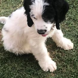 Saint Berdoodle Puppies from Harper's Saint Berdoodles