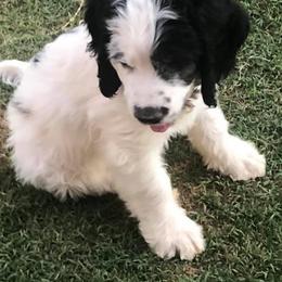 Saint Berdoodle Puppies from Harper's Saint Berdoodles