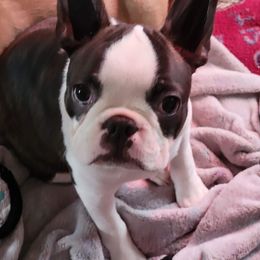 Boston Terrier Puppies from Big Sky Bostons