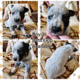 Boy 3 - Blue male Australian Cattle Dog puppy in Bradford, Arkansas from Cedar Rock Heelers and Kelpies