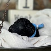 Curly-Coated Retriever Puppies from Ayershire Kennels