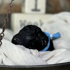 Curly-Coated Retriever Puppies from Ayershire Kennels