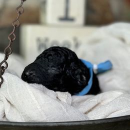 Curly-Coated Retriever Puppies from Ayershire Kennels