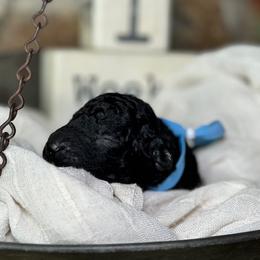 Curly-Coated Retriever Puppies from Ayershire Kennels