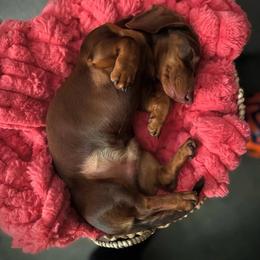 Porter - Chocolate and tan male Dachshund puppy in Paso Robles, California from Drift & Dash Dachshunds