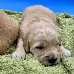 Golden boy 3 - Golden male Golden Retriever puppy in Spanaway, Washington from 11 Oaks Kennels
