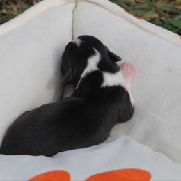 Toffee - Black and white female Cardigan Welsh Corgi puppy in Leonard, Texas from Southern Rose Corgis