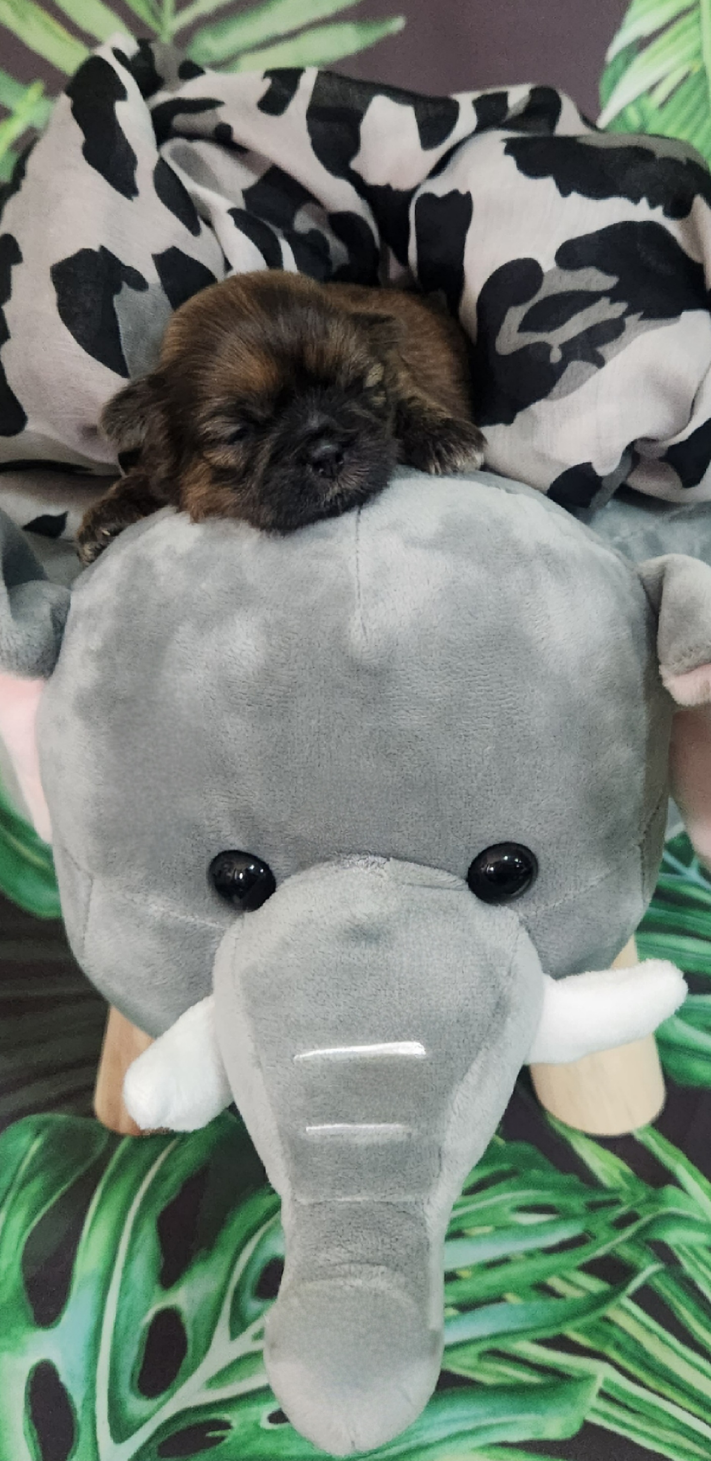 Shih Tzu Puppies from The Shih Zoo