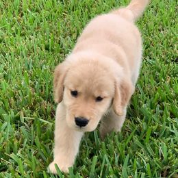 German Shepherd and Golden Retriever Puppies from Vom Bethel