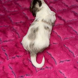Dachshund Puppies from The Hunters Doxie Den