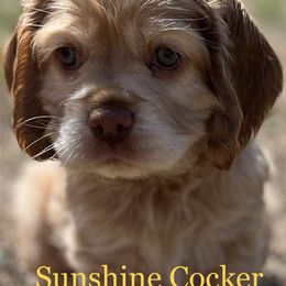 Cocker Spaniel Puppies from Sunshine Cocker Spaniels