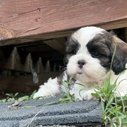 Jiggypuff - Brindle and white female Cavatzu puppy in Saint Paul, Minnesota from Amy’s Puppy Tzu