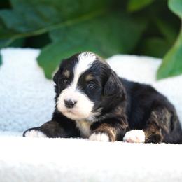 Chase - Tri-color male Bernedoodle puppy in Spokane, Washington from Lilac City Doodles