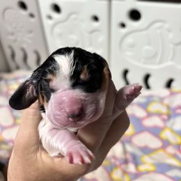 Rex - Black brown and white male Basset Hound puppy in Manton, Michigan from BeckysBassets