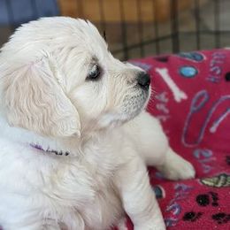 Golden Retriever Puppies from Mountain Sky Goldens