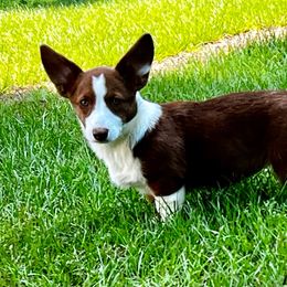 Letty - Cardigan Welsh Corgi