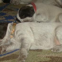 German Wirehaired Pointer Puppies from Idawire GWPs