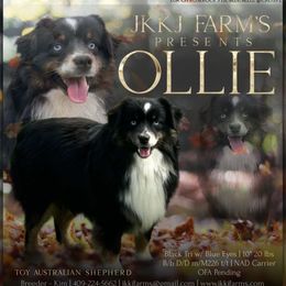 Ollie - Miniature American Shepherd