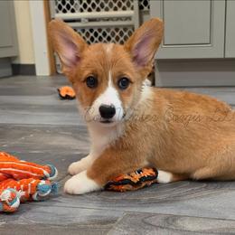 Puddle - Red male Pembroke Welsh Corgi puppy in Kiowa, Colorado from Cool Water Corgis LLC