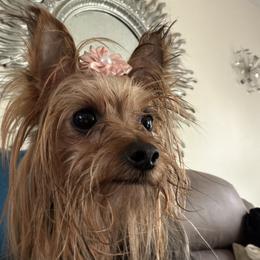 Diamond - Yorkshire Terrier