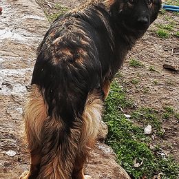 Beau - German Shepherd puppy in Springtown, Texas from Odom's German Shepherds