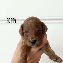 POPPY - Apricot male Goldendoodle puppy in Independence, Oregon from ANKENY DOODLES