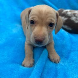 Slink - Cream male Dachshund puppy in Sarah, Mississippi from White's Mississippi Doxies
