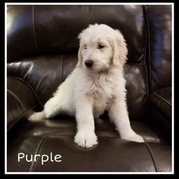 French Bulldog, Goldendoodle, and Golden Retriever Puppies from Crystal Coast Kennels, LLC