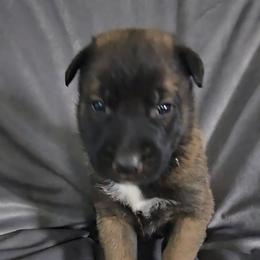 Echo's Black - Mahogany male Belgian Malinois puppy in Berry, Alabama from North River k9