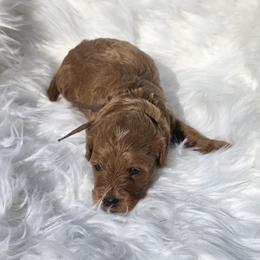 Boy 3 - male Goldendoodle puppy in Shelby Township, Michigan from Shelby Doodles MI LLC