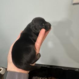 Black and Tan Male 1 - Black and tan male Dachshund puppy in Morristown, Tennessee from Lakeway Farms