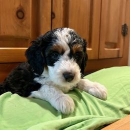 Lucy - Black tri-color Aussiedoodle puppy in Scottsdale, Arizona from B & T's Aussies & Aussie Doodle's