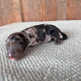 Tar Heel - Blue merle male Aussiedoodle puppy in Eastland, Texas from H5 Mini Doodles